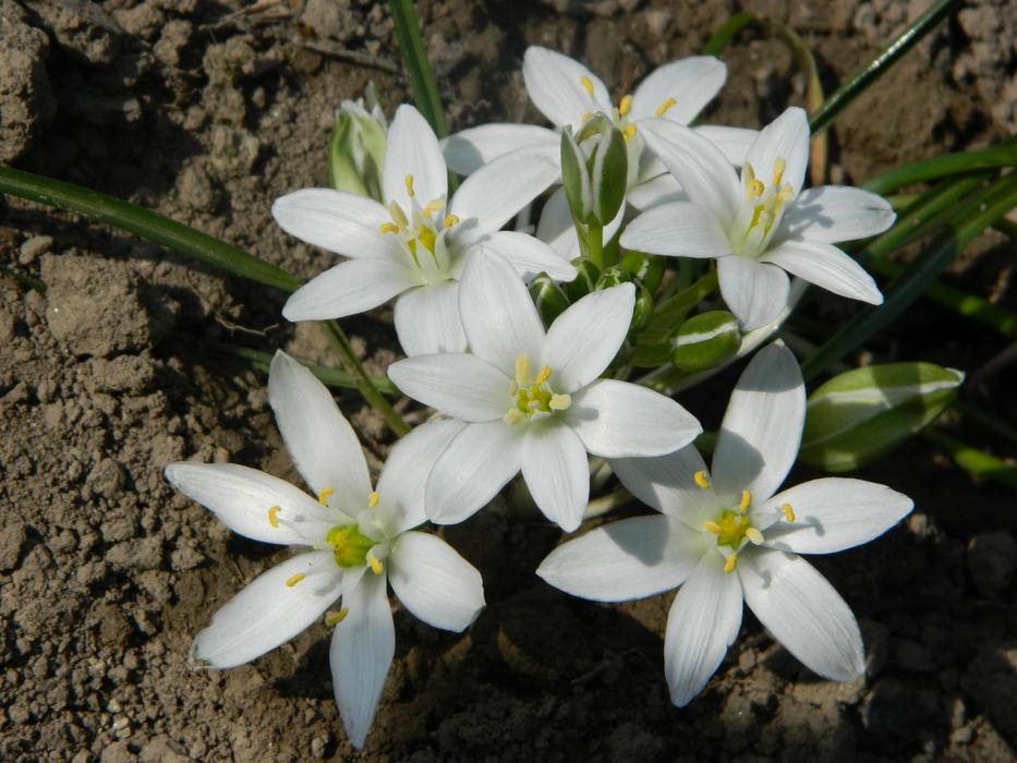 Flower Spring Garden