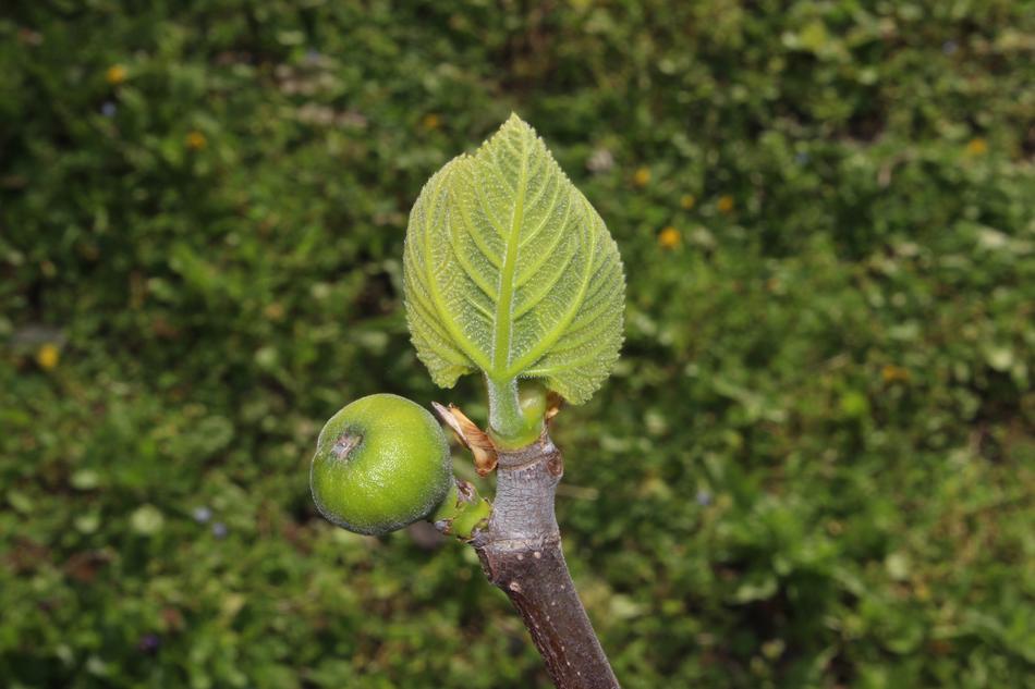 sprout of fruit and a leaf on a branch