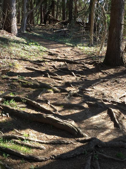Roots Path Tree With