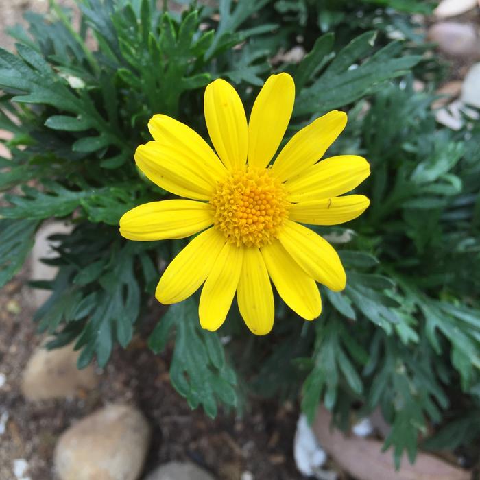 Europsy Flower Yellow