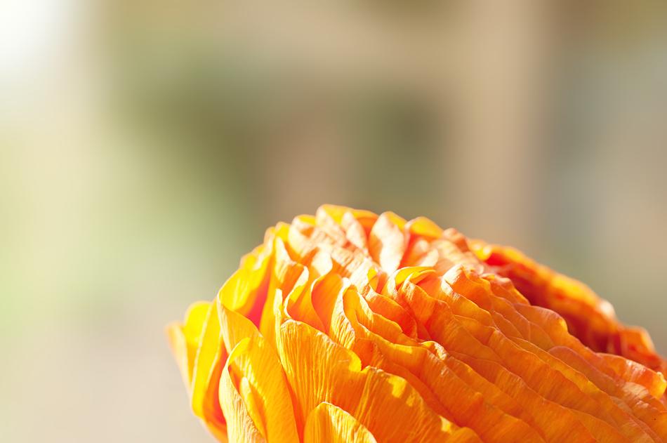 Ranunculus Flower Blossom