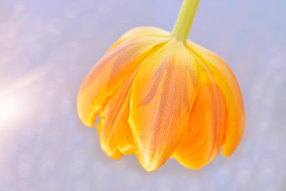 Tulip Flower Blossom
