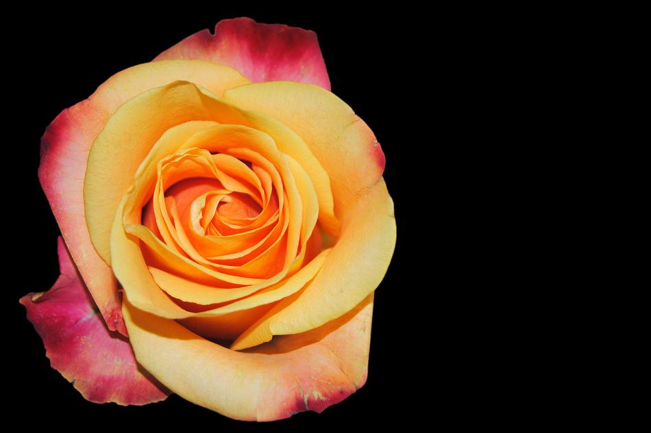 Rose Blossom Bloom