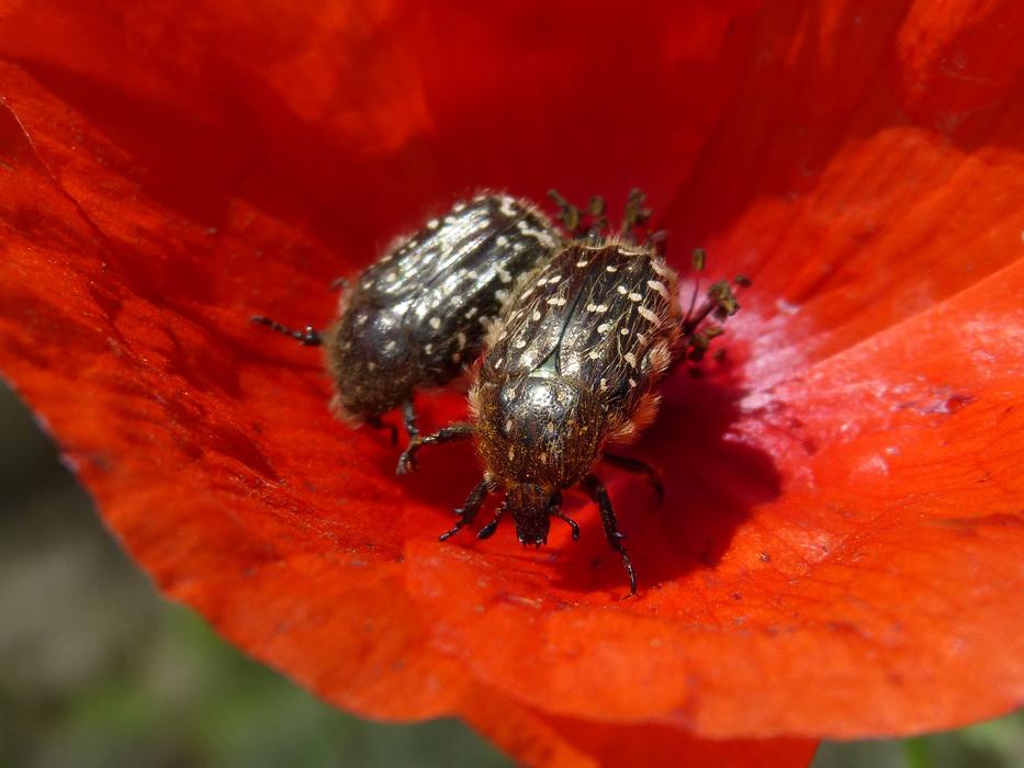 Oxythyrea Funesta Beetle