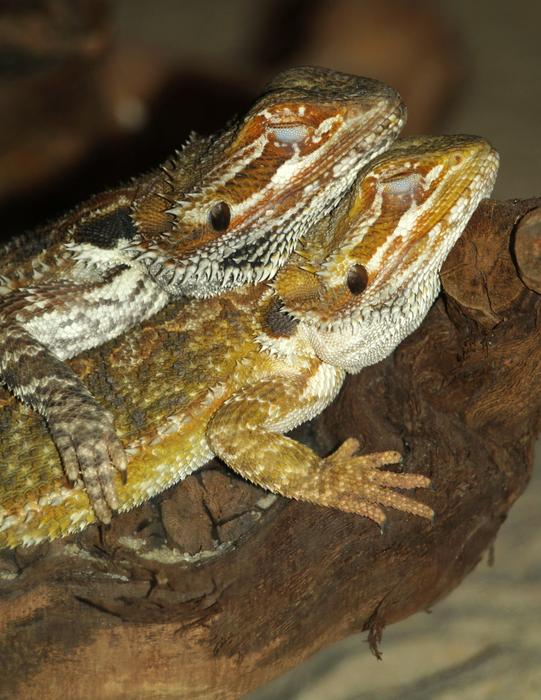 Bearded Dragon Reptile Pogona