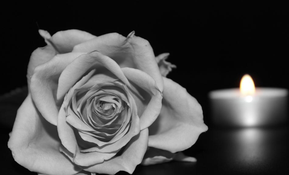 Rose Blossom Bloom