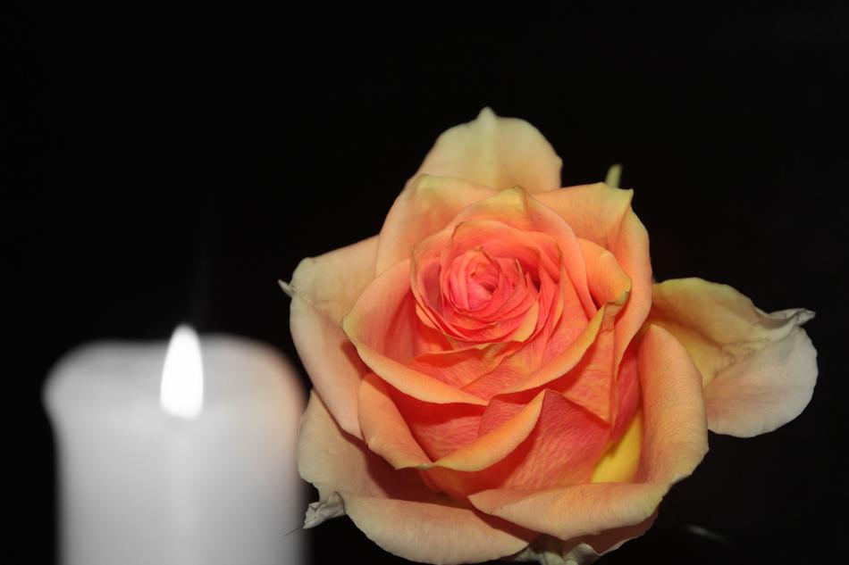 Rose Blossom Bloom