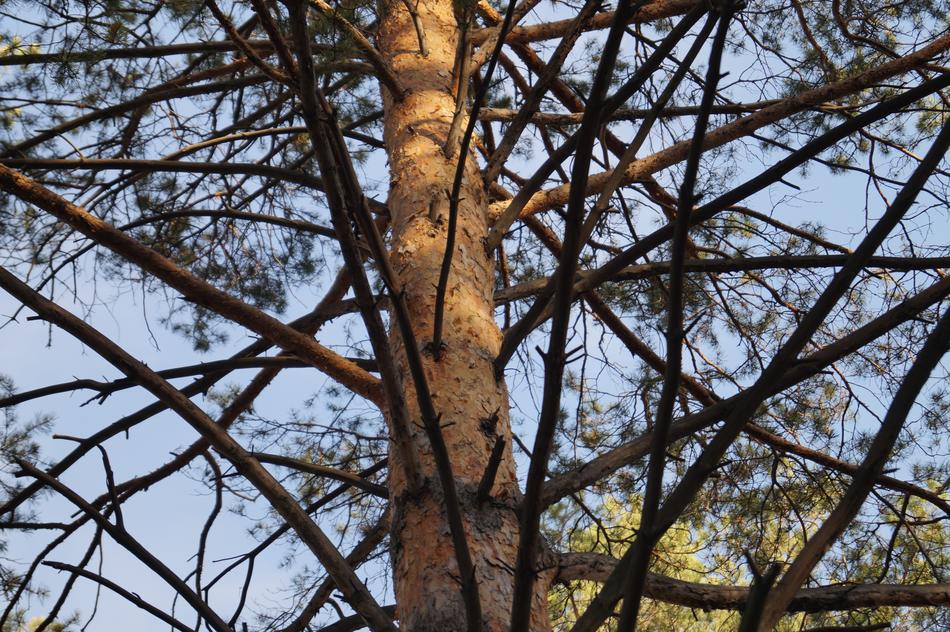 tree pole with branches
