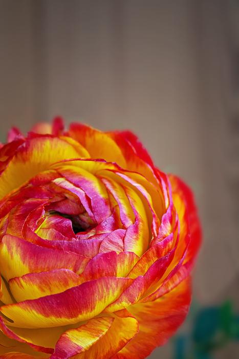 Ranunculus Flower Blossom