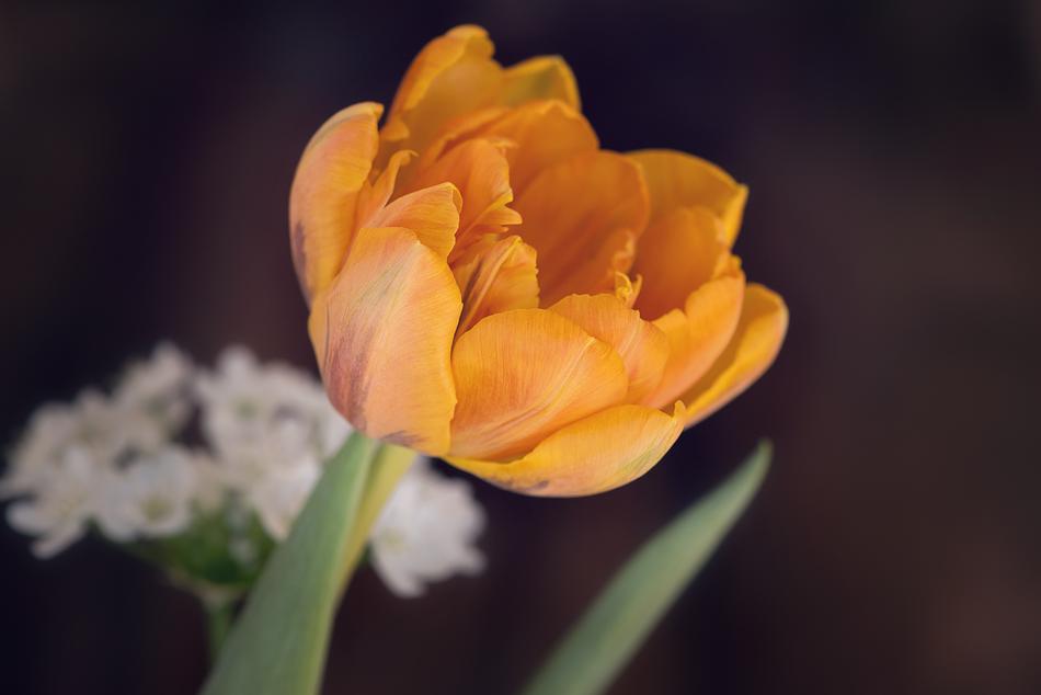 Tulip Flower Blossom