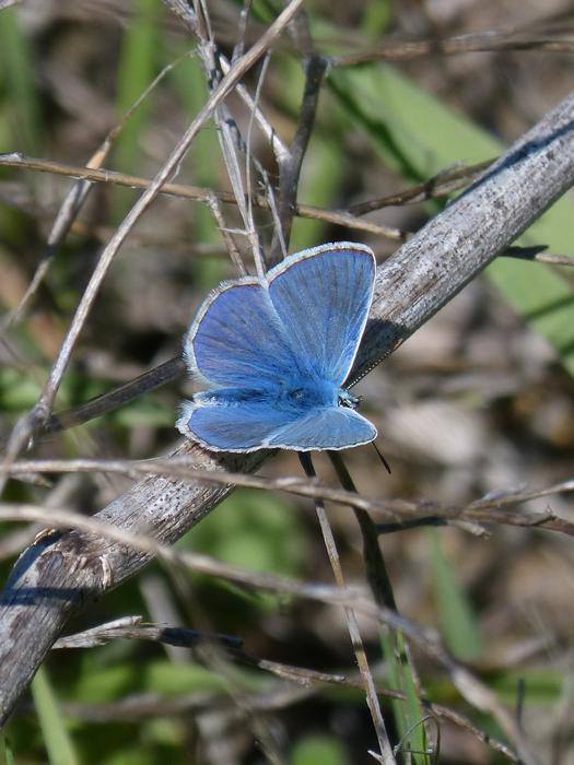 Blue Butterfly Blue-Winged