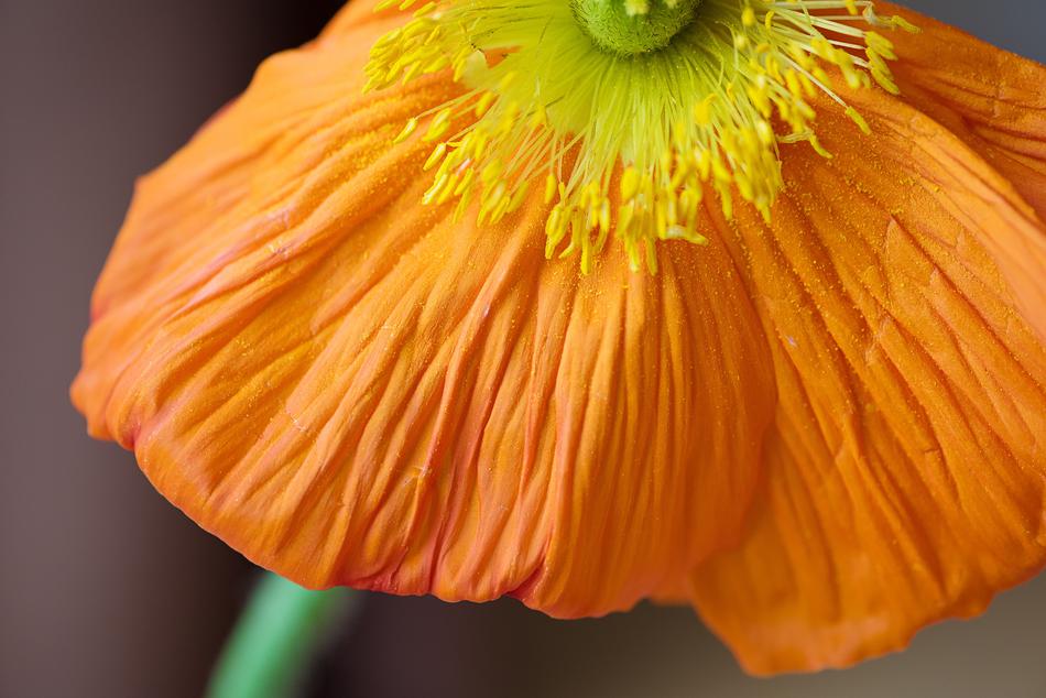 Poppy Are Blossom