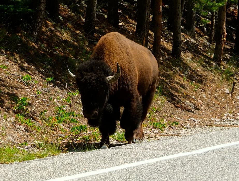 Bison Montana Yellowstone