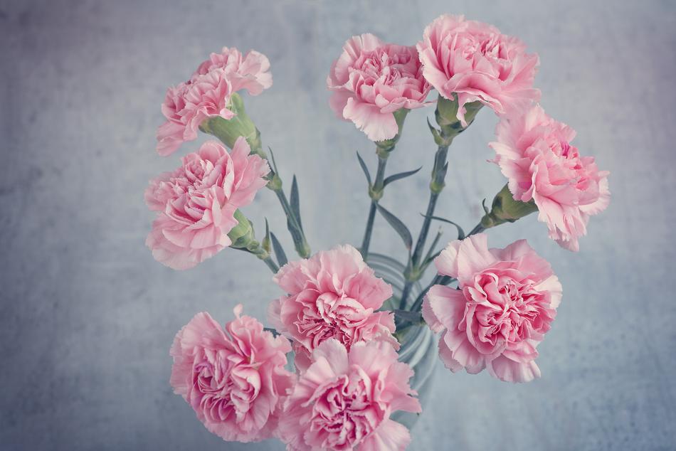 Pink peonies on a gray background