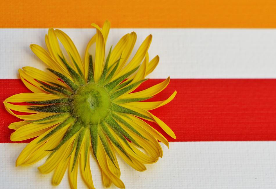 Flower Spring Yellow