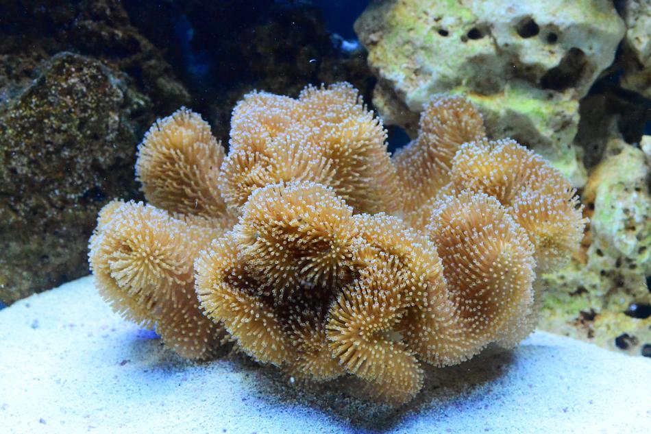 Marine Tank Toadstool Coral free image download