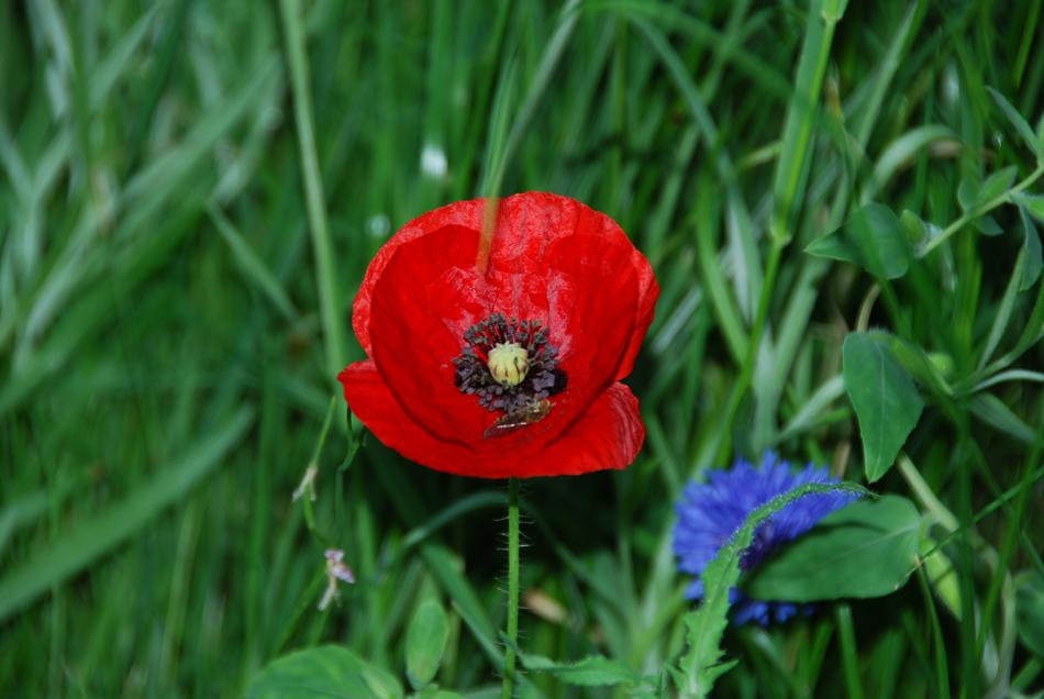 Poppy Blossom Bloom