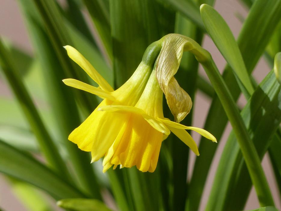 beautiful yellow flower in the green grass