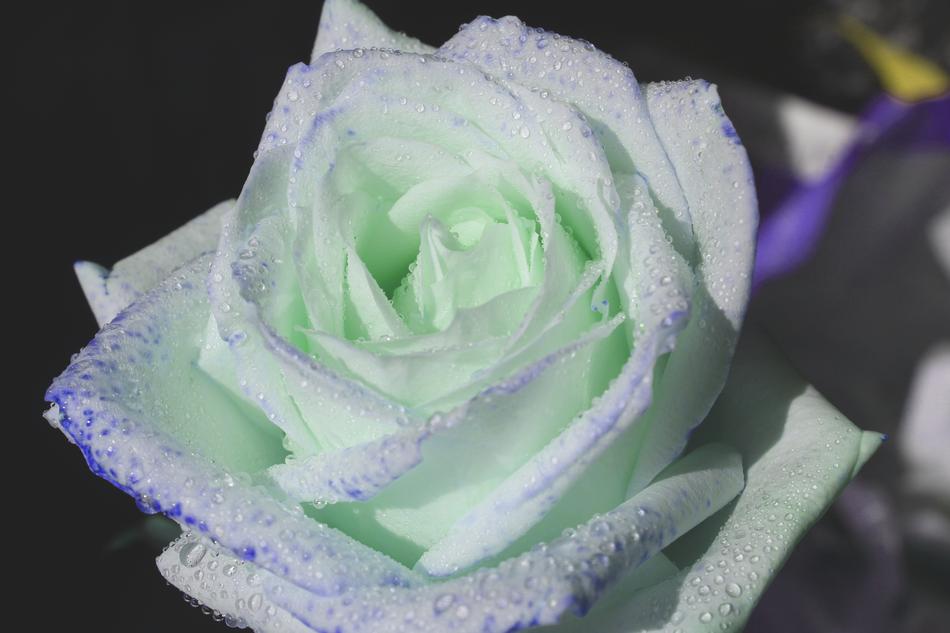 Rose Flower White