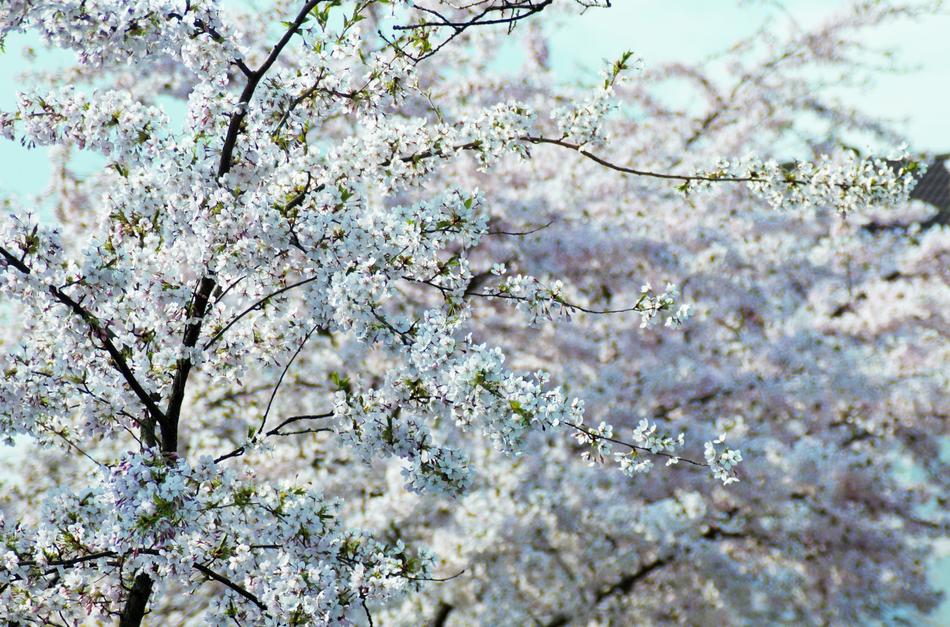 White Tree Flower