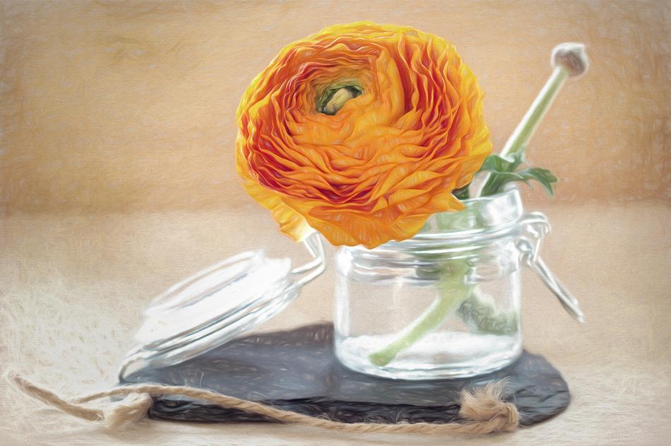 Drawing Flower Ranunculus