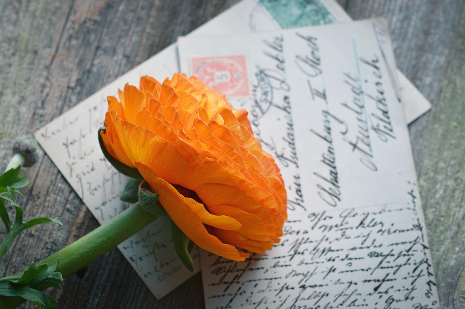 Flower Ranunculus Blossom