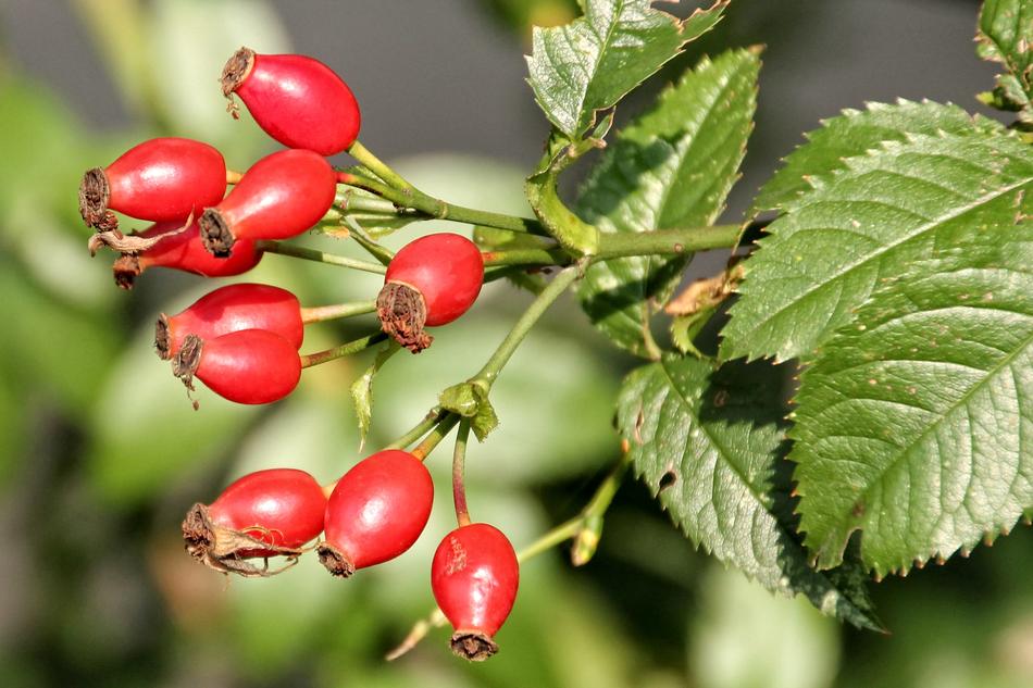 red fresh berries on the branch of the bush