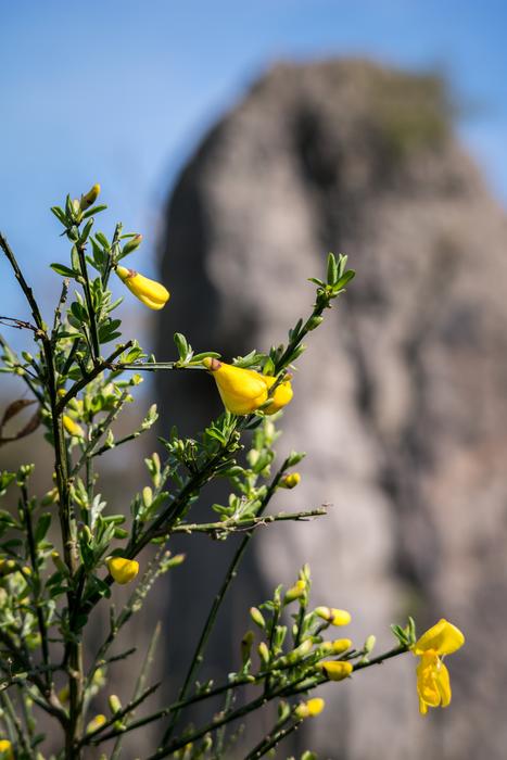 Broom Rock Bud