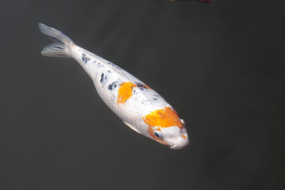 koi fish in a pond