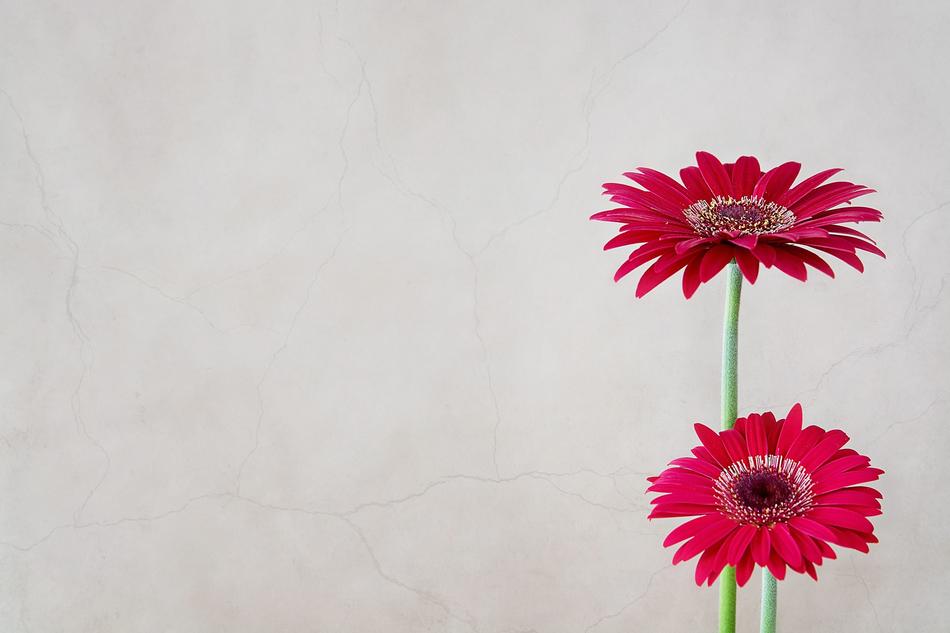 Gerbera Flower Flowers