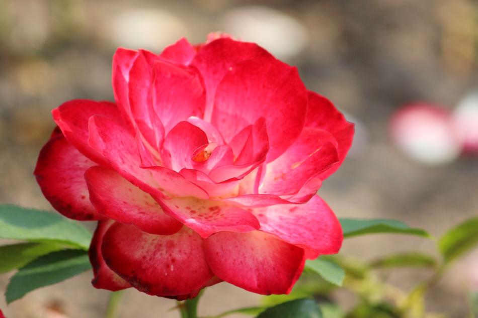 Rose Red