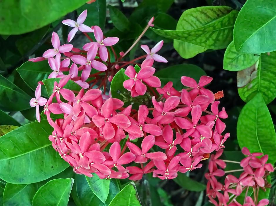 Mexico Flower Pink