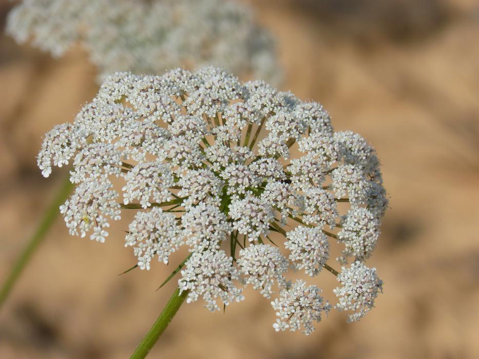 Flower Apiacea Anthriscus