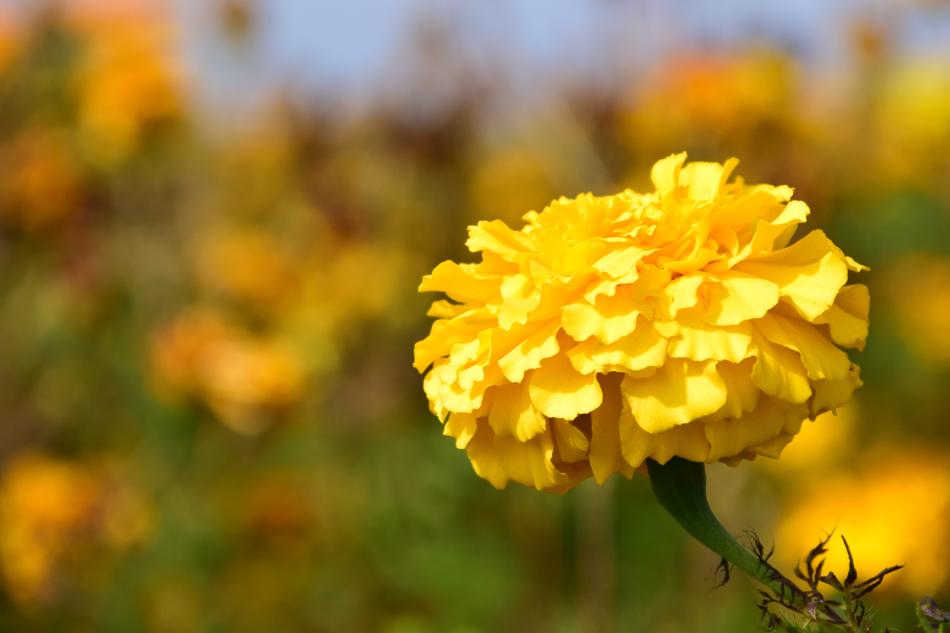 Tagete Marigold Blossom