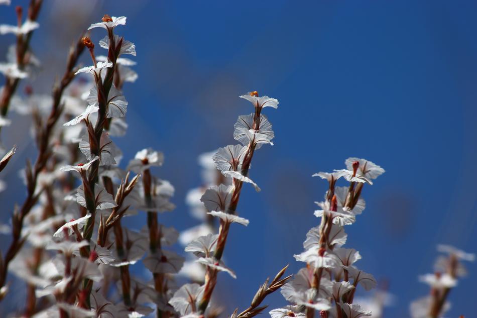 Flower Malatya
