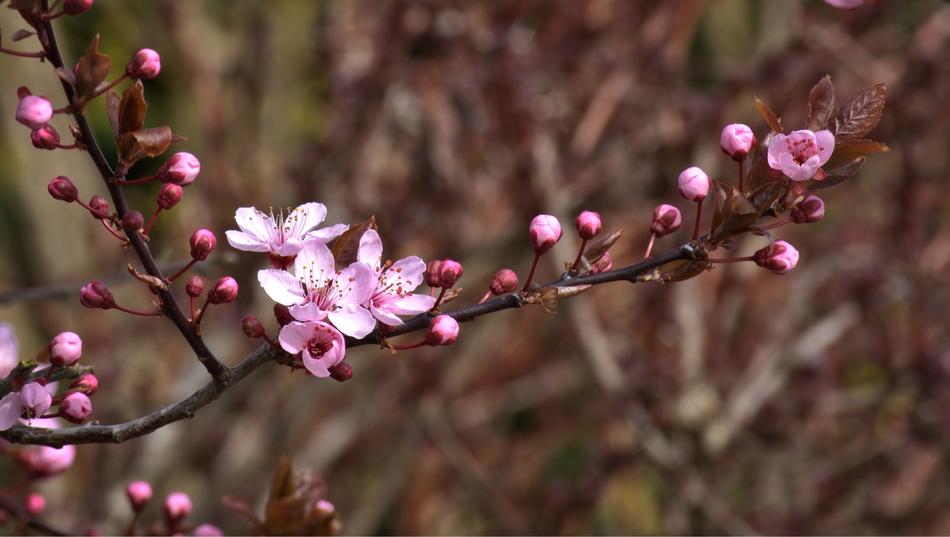 Blossom Bloom Pink Cherry