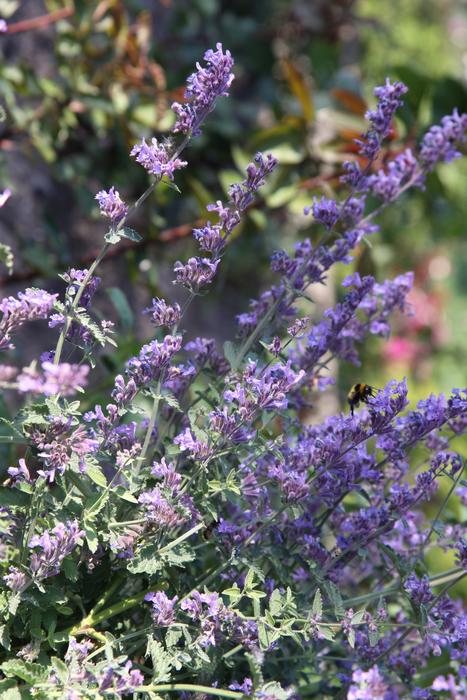 Catnip Hummel Flower