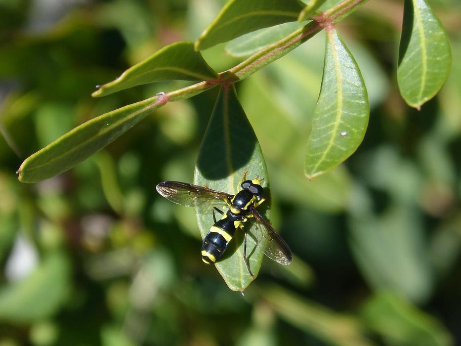 large wasp near the leaves of trees