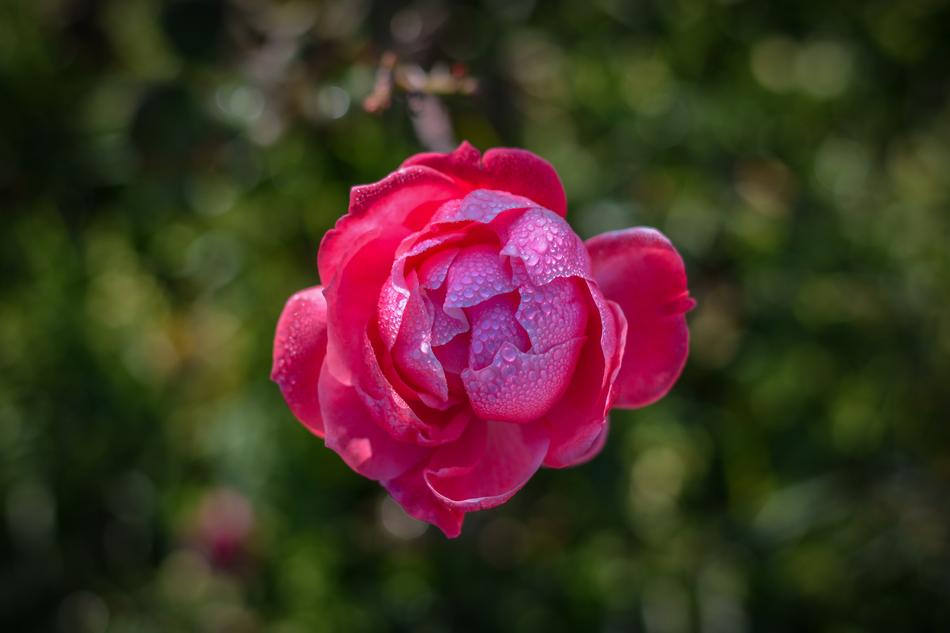 beautiful rosebud in a drop of water
