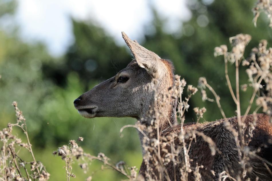 head of Doe behind dry plants