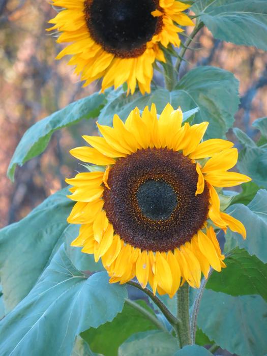 Sunflower Flower Yellow