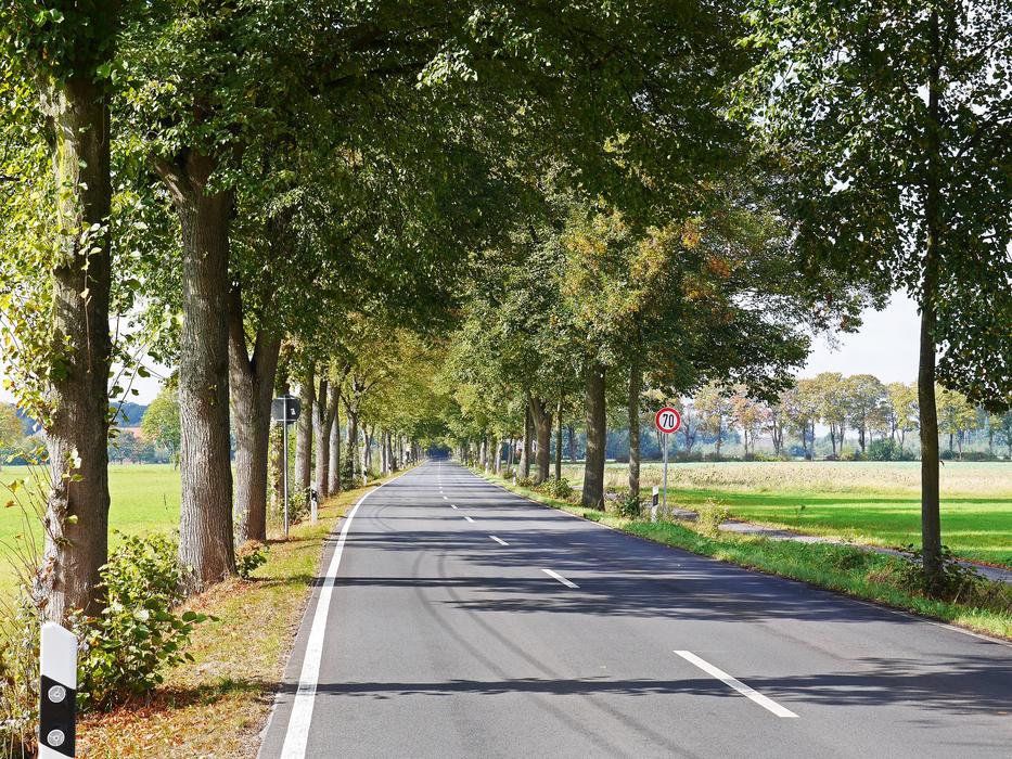 road in a park with trees