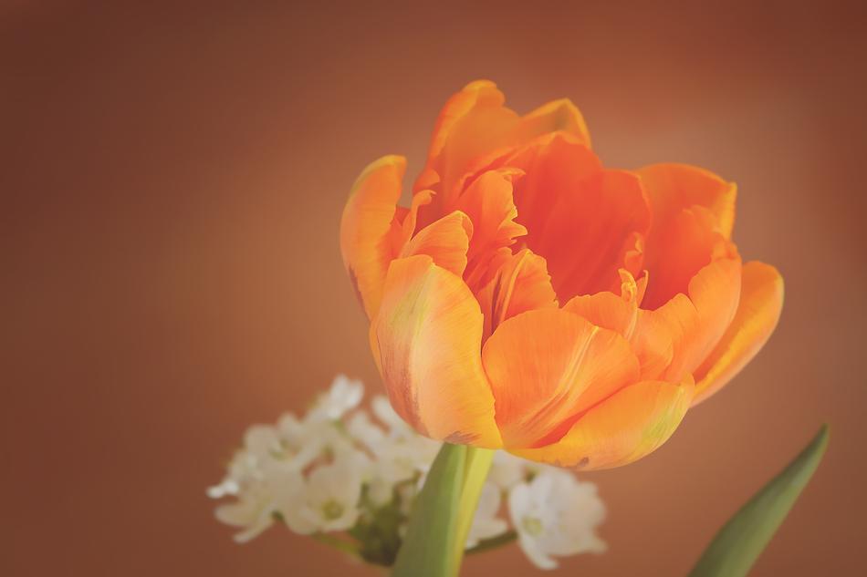 Tulip Flower Blossom