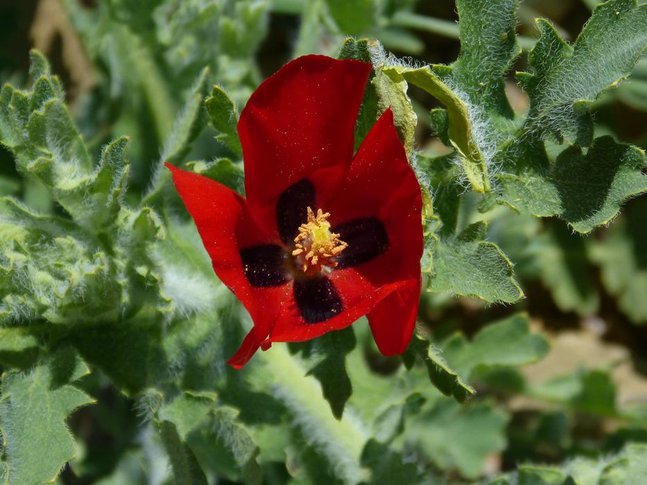 Glaucium Corniculatum Flower