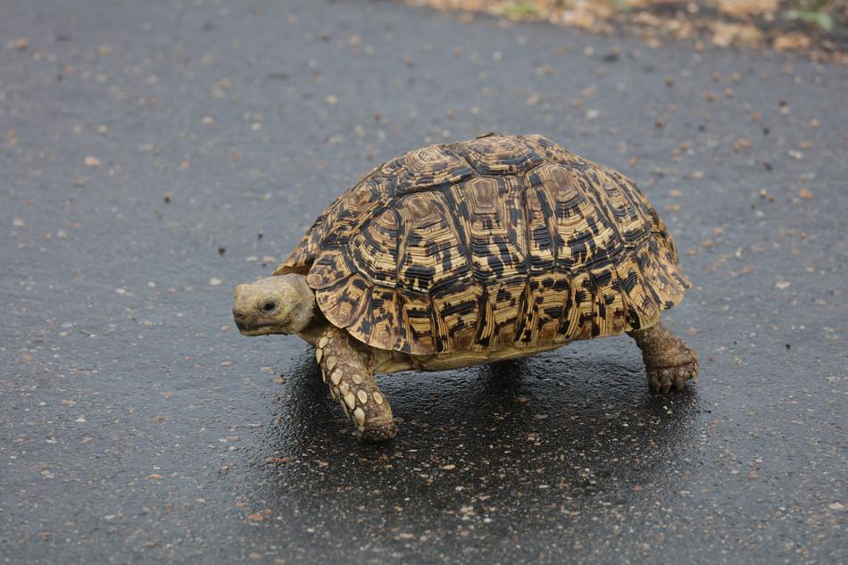 turtle walking on the road