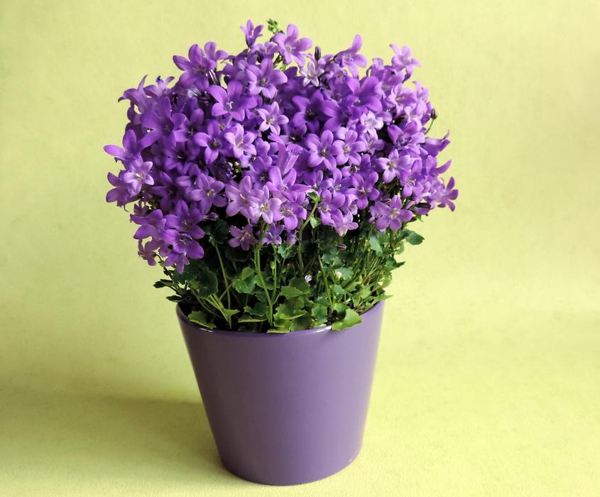 Flowers Flower Pot