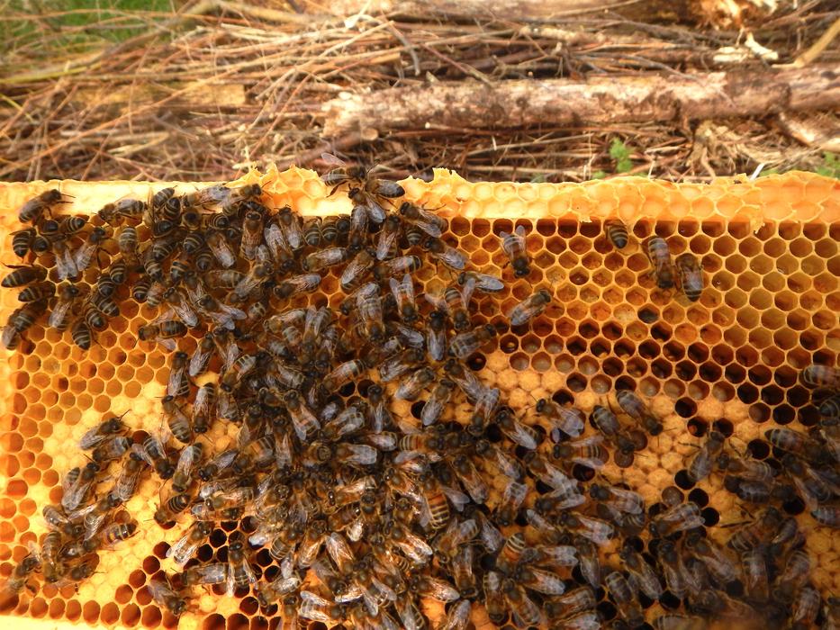 honeycomb in the garden