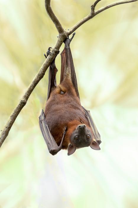 Bat Australia Wildlife