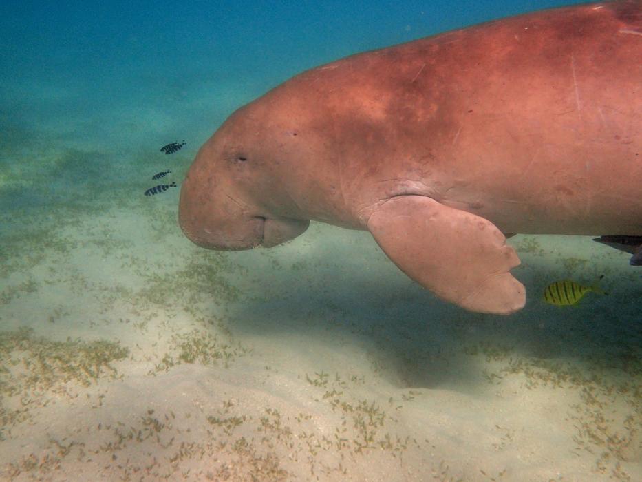 red manatee in the sea