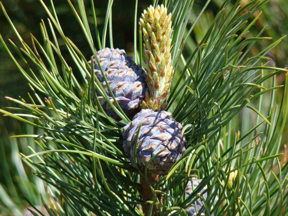 Cones Spruce Sprig